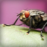 /album/elcomdialear/photolia-a08-jpg/